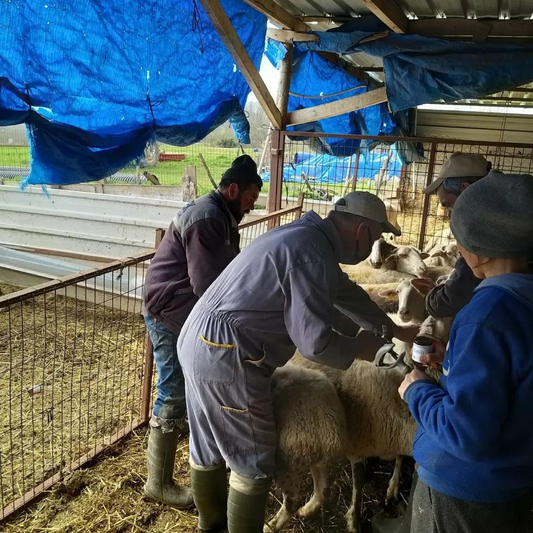 Kırklareli’nde küçükbaş hayvanlar aşılanıyor Kırklareli İl Tarım ve Orman Müdürlüğünce 2022 Yılı Hayvan Hastalıkları İle Mücadele Programı çerçevesinde küçükbaş hayvanlar aşılanıyor ...