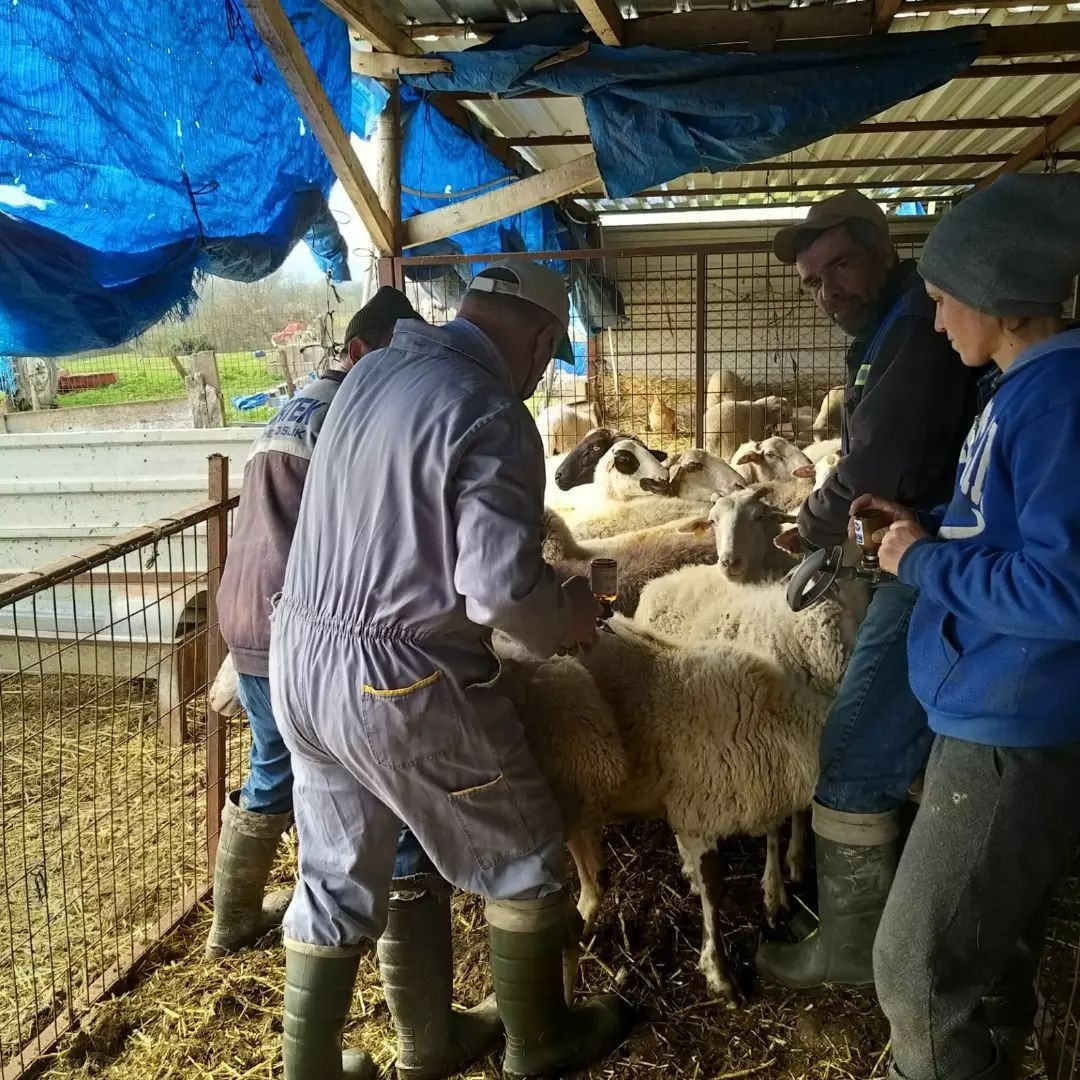 Kırklareli’nde küçükbaş hayvanlar aşılanıyor Kırklareli İl Tarım ve Orman Müdürlüğünce 2022 Yılı Hayvan Hastalıkları İle Mücadele Programı çerçevesinde küçükbaş hayvanlar aşılanıyor ...