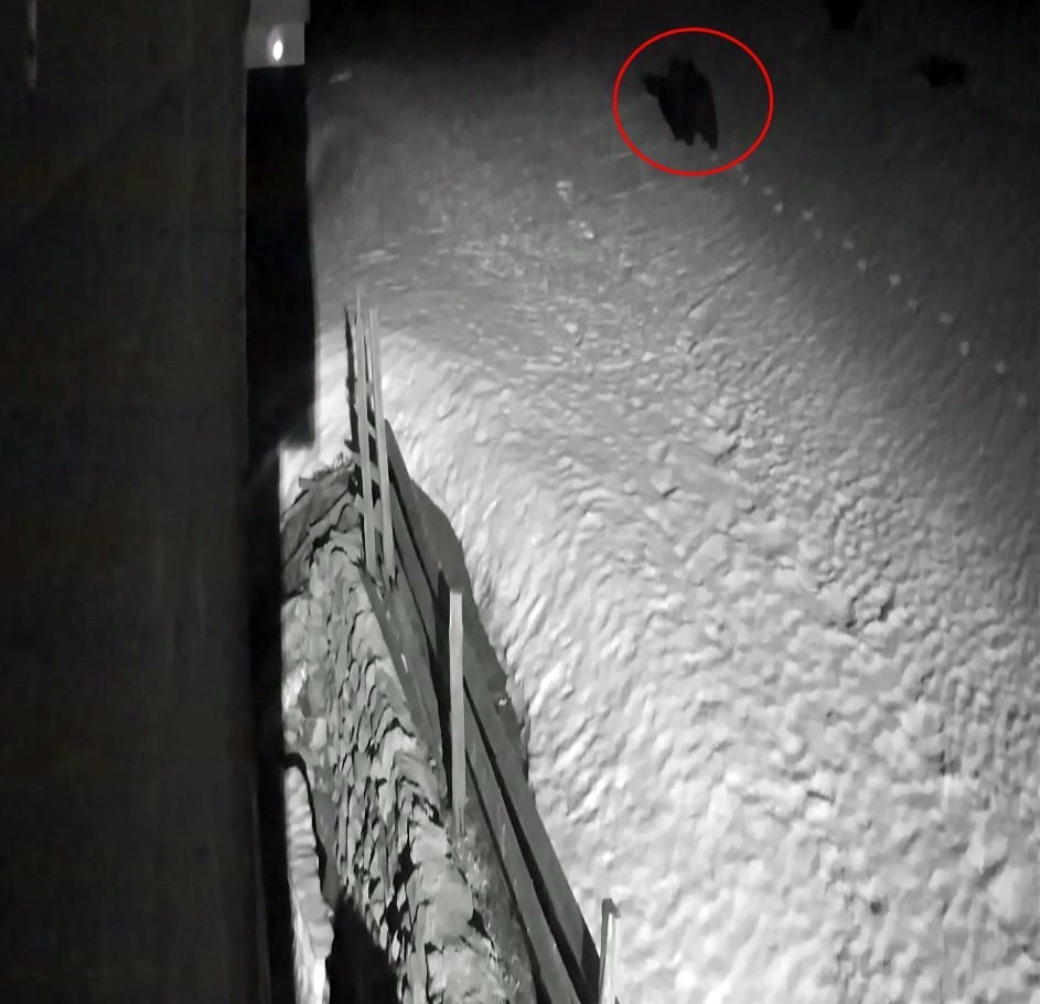 Kış uykusundan uyanan ayı kamerada Sakarya’nın Akyazı ilçesinde kış uykusundan uyanarak yiyecek arayışına geçen ayı, güvenlik kamerasına yansıdı. Akyazı’nın Keramali Yaylası’nın ...