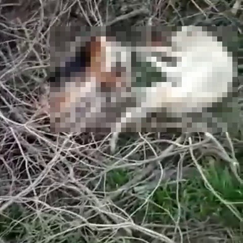 Sakarya’nın Arifiye ilçesinde zehirlenerek öldürüldüğü iddia ettiği köpekleri cep telefonuyla kayda alan hayvansever vatandaş, olayı ...