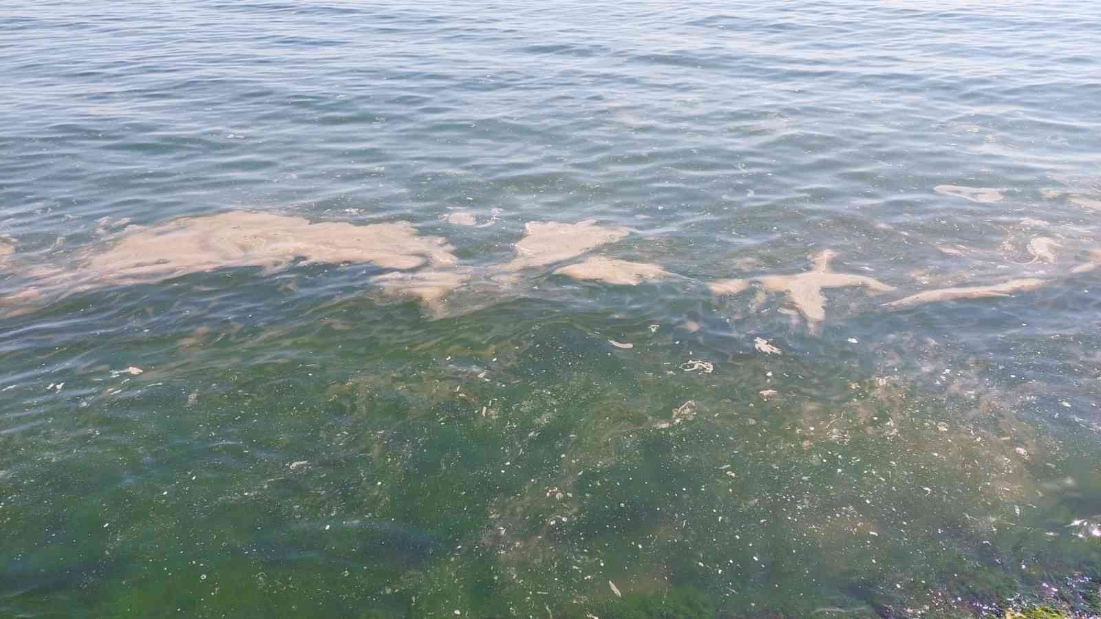 Marmara Denizi’nin Tekirdağ kıyıları plankton çoğalması sonucu turuncu tonlara boyandı. Turuncu renkle beraber suda denizanaları da görüldü. Her ...