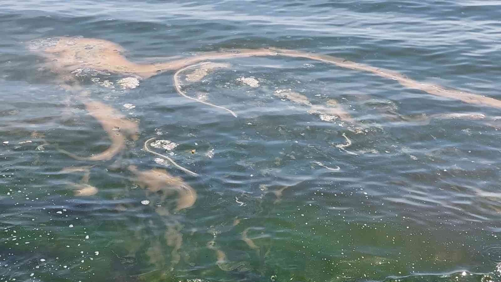 Marmara Denizi’nin Tekirdağ kıyıları plankton çoğalması sonucu turuncu tonlara boyandı. Turuncu renkle beraber suda denizanaları da görüldü. Her ...