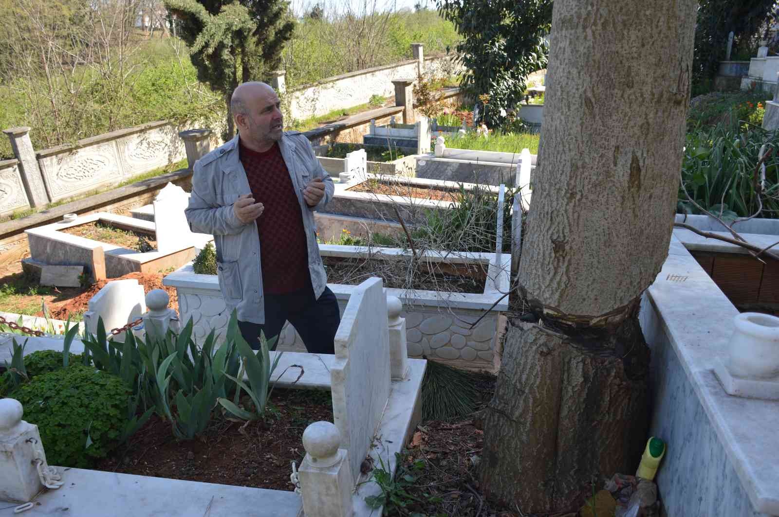 Sakarya’nın Karasu ilçesinde mezarlık içerisinde bir kısmı baltayla kesilerek ortada bırakılan ağaç, mezarlar ve vatandaşlar için tehlike ...