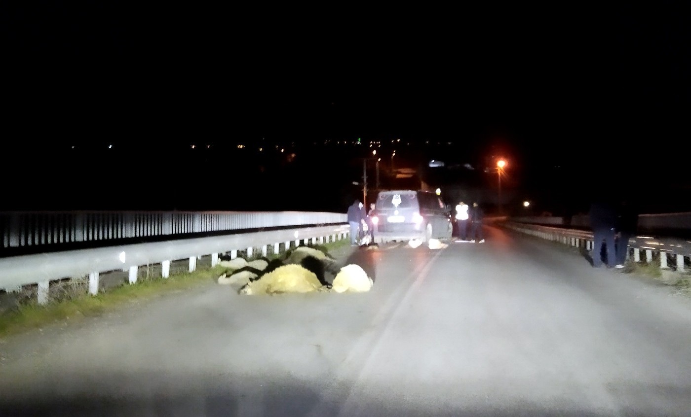 Minibüs, 100 koyunun arasına daldı 11’i telef oldu Sakarya’nın Pamukova ilçesinde gece saatlerinde minibüs, yaklaşık 100 koyunun bulunduğu sürüye daldı. Meydana gelen kazada 11 koyun telef olurken ...