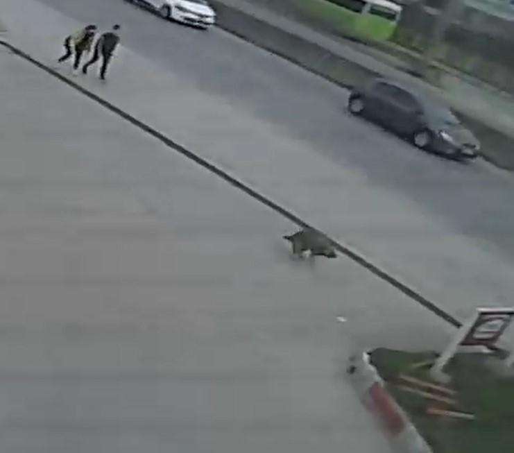 Otomobilin altında kalan köpek metrelerce sürüklendi, o anlar güvenlik kamerasına yansıdı Kocaeli’de otomobilin çarptığı köpek, aracın altında metrelerce sürüklendi. O anlar bir iş yerinin güvenlik kamerasına yansıdı. Olay, dün Gölcük ...