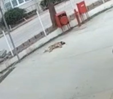 Otomobilin altında kalan köpek metrelerce sürüklendi, o anlar güvenlik kamerasına yansıdı Kocaeli’de otomobilin çarptığı köpek, aracın altında metrelerce sürüklendi. O anlar bir iş yerinin güvenlik kamerasına yansıdı. Olay, dün Gölcük ...
