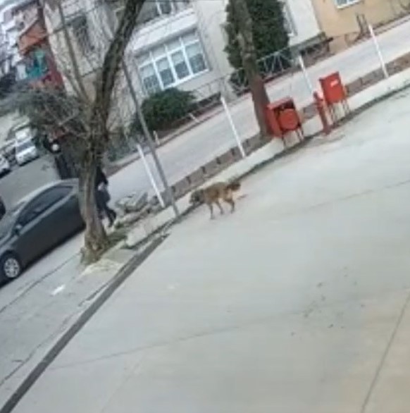 Otomobilin altında kalan köpek metrelerce sürüklendi, o anlar güvenlik kamerasına yansıdı Kocaeli’de otomobilin çarptığı köpek, aracın altında metrelerce sürüklendi. O anlar bir iş yerinin güvenlik kamerasına yansıdı. Olay, dün Gölcük ...