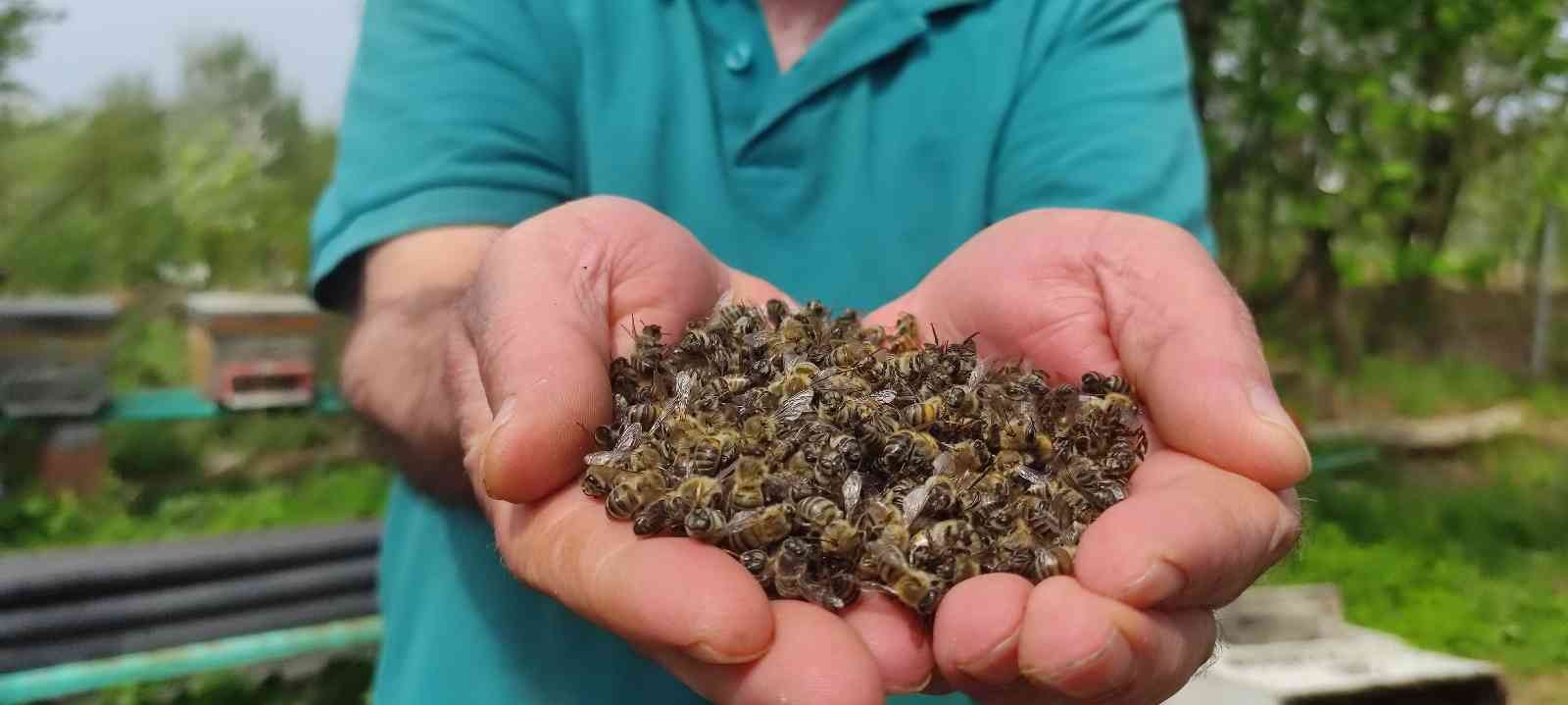 (Özel) Bursa’da arı faciası...Yüzlerce kovan arı telef oldu Bursa’da ruhsatsız tarım ilaçlarından zehirlendiği düşünülen yüzlerce kovan arı telef oldu. Arı üreticileri kara kara düşünmeye başladı. Telef ...