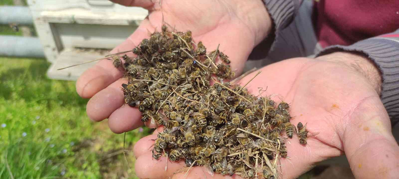 (Özel) Bursa’da arı faciası...Yüzlerce kovan arı telef oldu Bursa’da ruhsatsız tarım ilaçlarından zehirlendiği düşünülen yüzlerce kovan arı telef oldu. Arı üreticileri kara kara düşünmeye başladı. Telef ...