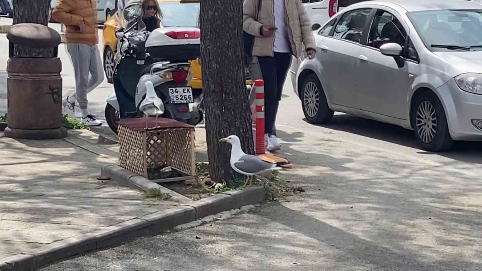 Pendik’te cadde üzerinde kaldırımdaki çam ağacının dibinde kuluçkaya yatan martının yumurtasını görenler büyük şaşkınlık yaşadı. Pendik ...