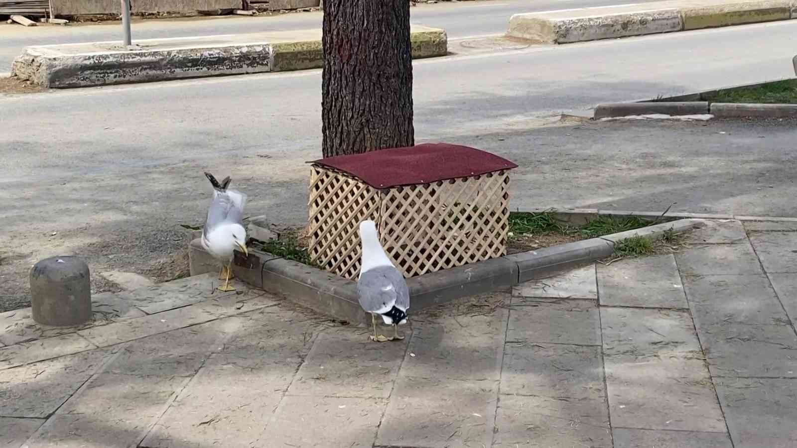 Pendik’te cadde üzerinde kaldırımdaki çam ağacının dibinde kuluçkaya yatan martının yumurtasını görenler büyük şaşkınlık yaşadı. Pendik ...