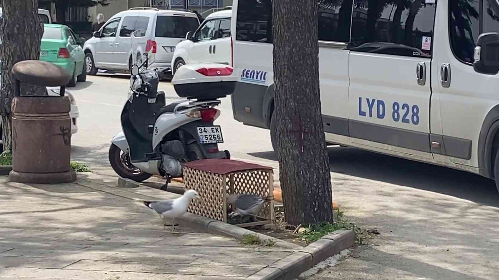 Pendik’te cadde üzerinde kaldırımdaki çam ağacının dibinde kuluçkaya yatan martının yumurtasını görenler büyük şaşkınlık yaşadı. Pendik ...