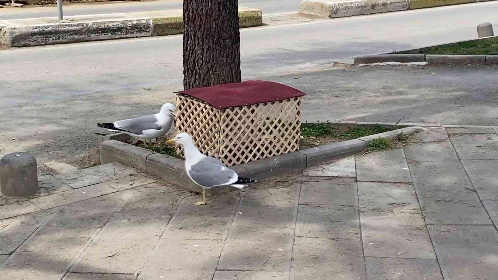 Pendik’te cadde üzerinde kaldırımdaki çam ağacının dibinde kuluçkaya yatan martının yumurtasını görenler büyük şaşkınlık yaşadı. Pendik ...