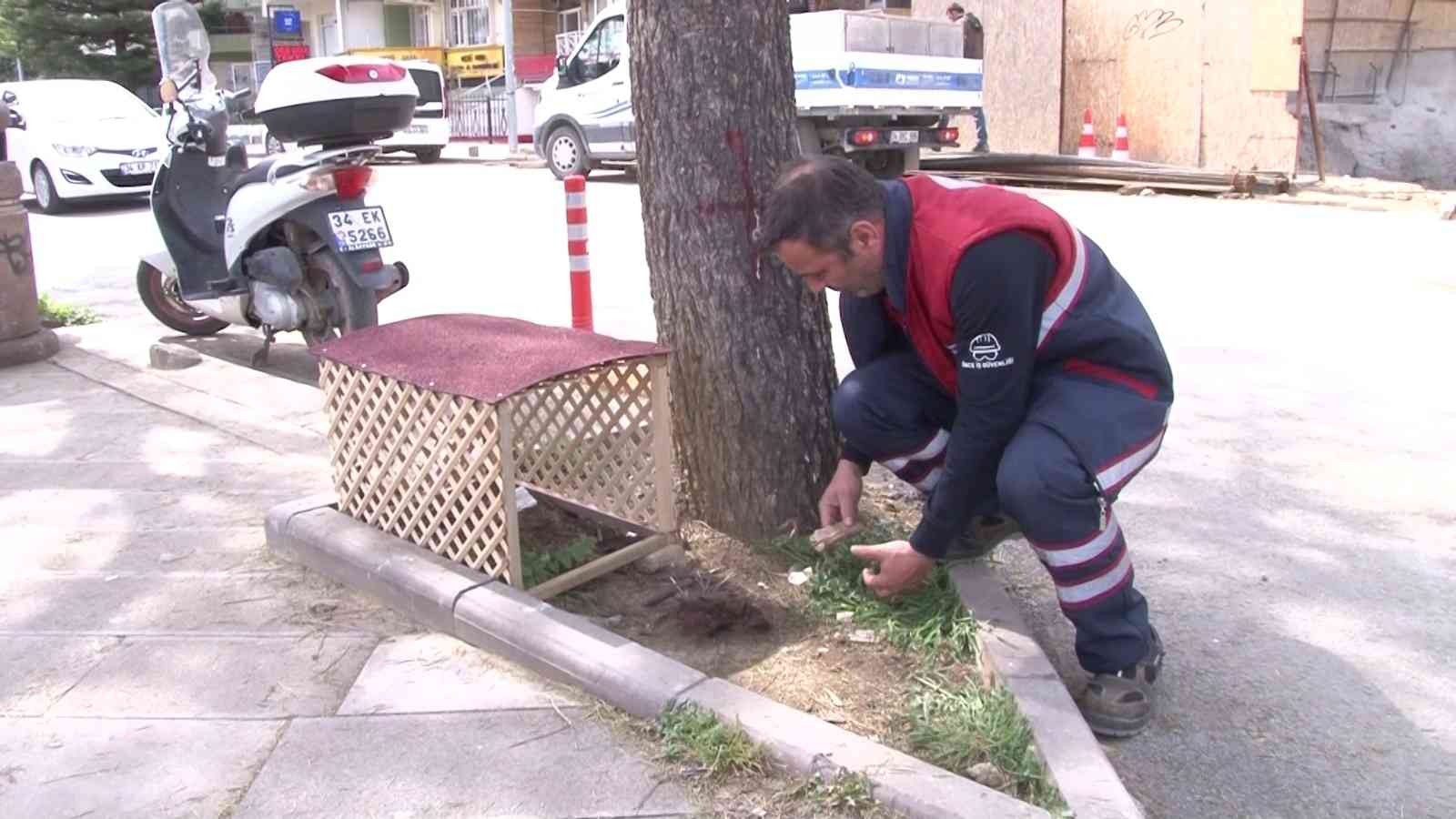 Pendik’te cadde üzerinde kaldırımdaki çam ağacının dibinde kuluçkaya yatan martının yumurtasını görenler büyük şaşkınlık yaşadı. Pendik ...