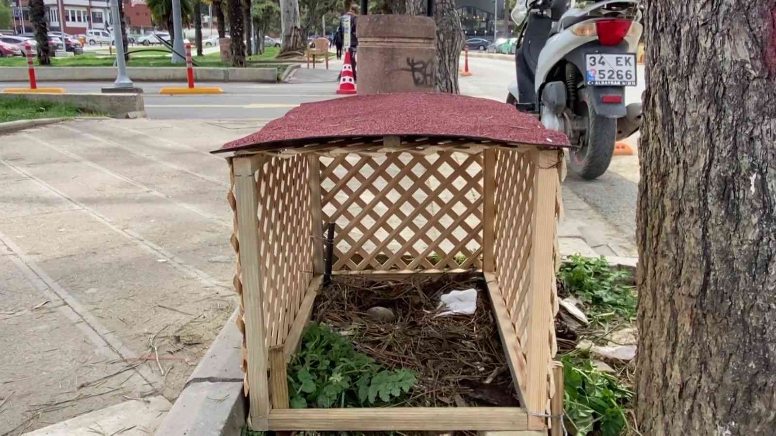 Pendik’te cadde üzerinde kaldırımdaki çam ağacının dibinde kuluçkaya yatan martının yumurtasını görenler büyük şaşkınlık yaşadı. Pendik ...