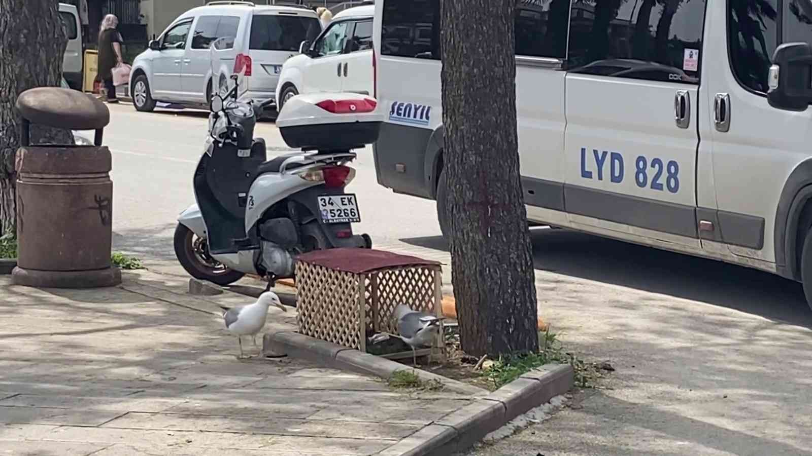 Pendik’te cadde üzerinde kaldırımdaki çam ağacının dibinde kuluçkaya yatan martının yumurtasını görenler büyük şaşkınlık yaşadı. Pendik ...