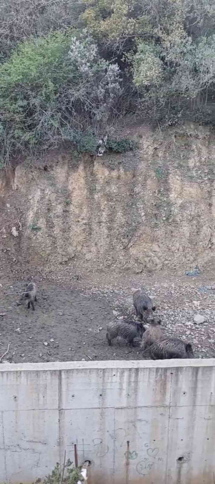 Sarıyer’de domuzlar şehir merkezine indi İstanbul Sarıyer’de ormanlık alanda yiyecek bulamayınca şehir merkezine kadar inen domuz sürüsü cep telefonu ile görüntülendi. İstanbul’da ...