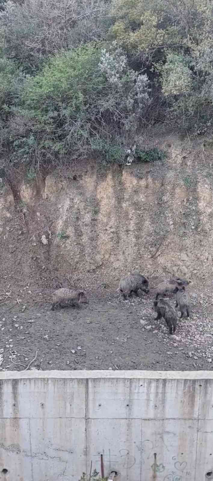 Sarıyer’de domuzlar şehir merkezine indi İstanbul Sarıyer’de ormanlık alanda yiyecek bulamayınca şehir merkezine kadar inen domuz sürüsü cep telefonu ile görüntülendi. İstanbul’da ...