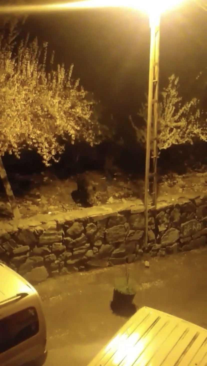 Sarıyer’de domuzlar şehir merkezine indi İstanbul Sarıyer’de ormanlık alanda yiyecek bulamayınca şehir merkezine kadar inen domuz sürüsü cep telefonu ile görüntülendi. İstanbul’da ...