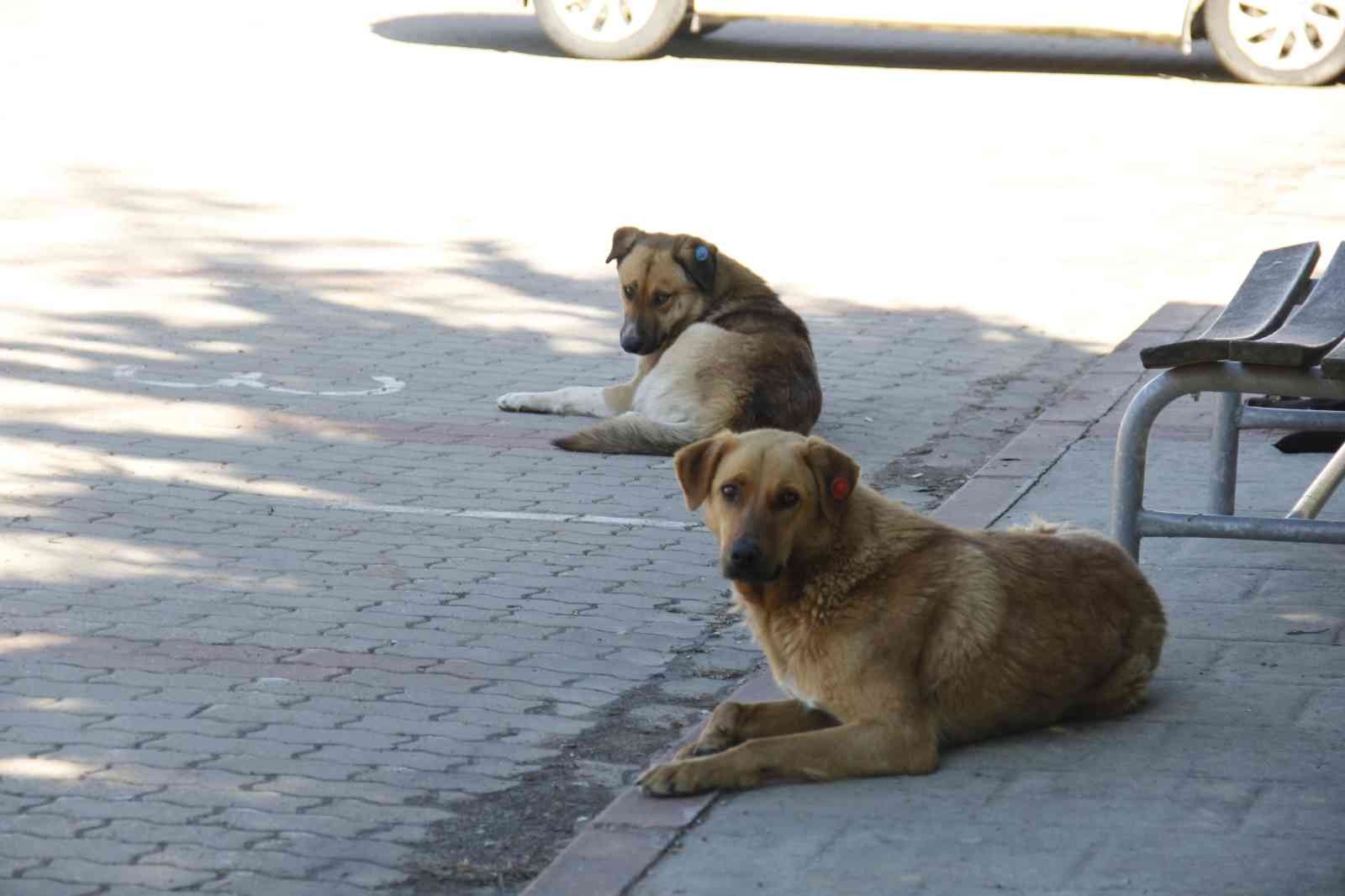 Kocaeli Üniversitesi’nde başıboş köpek sorunu gün geçtikte büyüyor. Köpeklerin saldırısına uğradıklarını söyleyen öğrenciler, hem köpeklerin hem ...