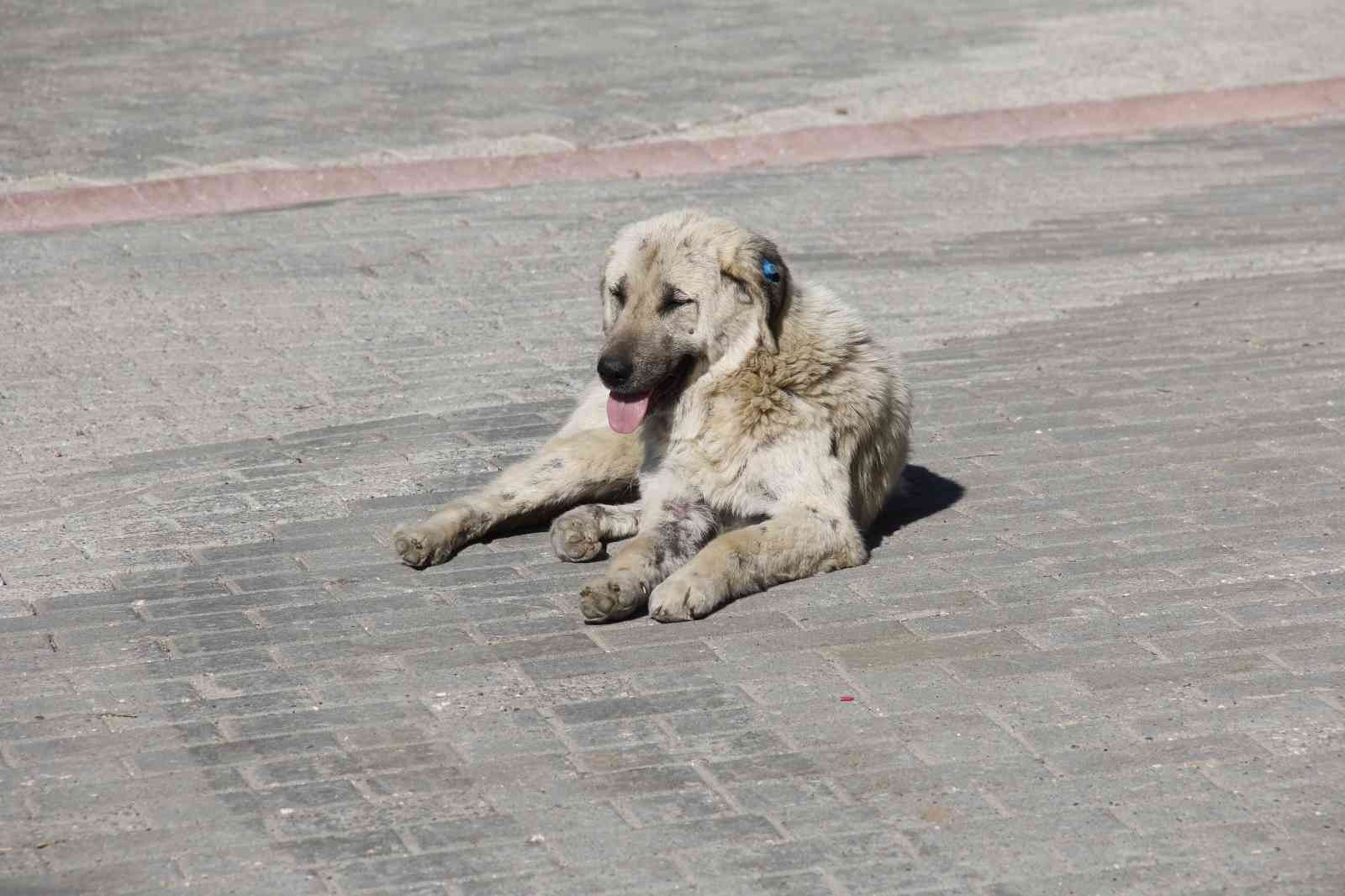 Kocaeli Üniversitesi’nde başıboş köpek sorunu gün geçtikte büyüyor. Köpeklerin saldırısına uğradıklarını söyleyen öğrenciler, hem köpeklerin hem ...