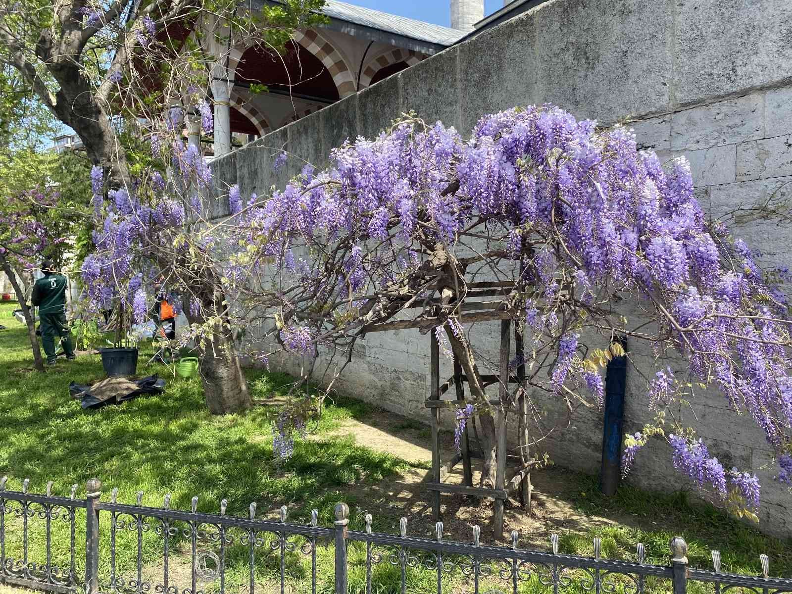 Üsküdar’da binlerce mor salkım ve erguvan vatandaşlara dağıtıldı Üsküdar’da tüm İstanbullulara adeta bahar şöleni yaşatan Geleneksel Mor Salkım ve Erguvan Dağıtım Şenliği’nin 16.’sı gerçekleştirildi. Üsküdar ...