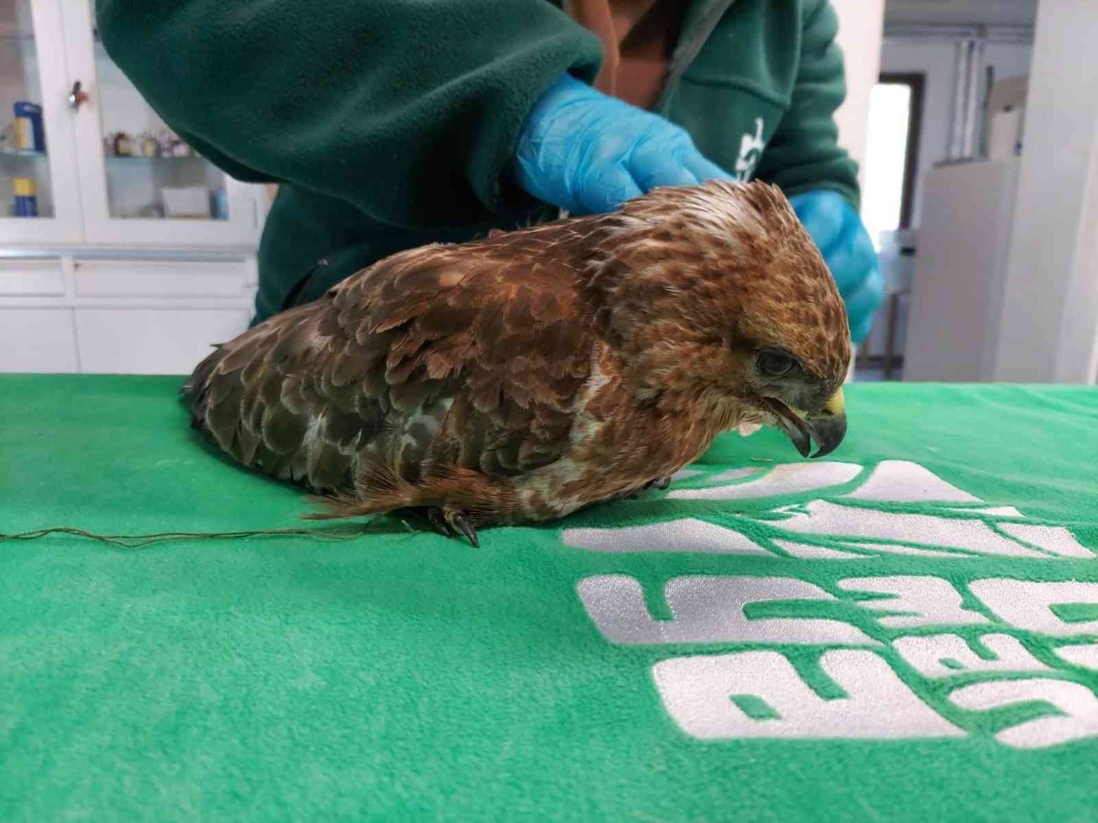 Yaralı Kızıl Şahin tedavi altına alındı Sakarya’nın Karapürçek ilçesinde yol kenarında bulunan yaralı Kızıl Şahin, Kocaeli’ndeki Ormanya Tabiat Parkı’nda tedavi altına alındı. Yaralı ...