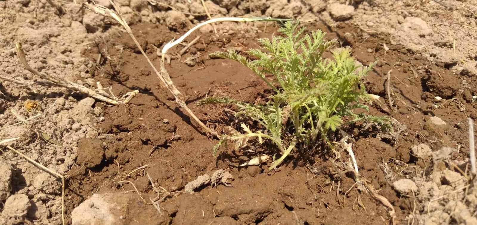 3 bin yıllık bir kültüre sahip, doğal kök boya ve yünden üretilen dünyaca ünlü Sındırgı Yağcıbedir Halıları geleceğe ışık tutmaya devam ediyor ...