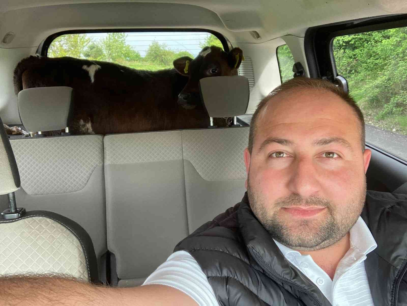 3 aylık buzağı, kasabın yol arkadaşı oldu Sakarya’nın Kaynarca ilçesinde satın aldığı buzağıyı kamyoneti olmadığı için hafif ticari aracının bagajında taşıdı. İlginç görüntülerin çıktığı ...