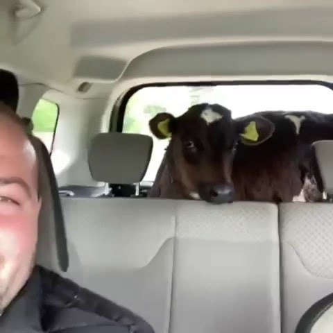 3 aylık buzağı, kasabın yol arkadaşı oldu Sakarya’nın Kaynarca ilçesinde satın aldığı buzağıyı kamyoneti olmadığı için hafif ticari aracının bagajında taşıdı. İlginç görüntülerin çıktığı ...