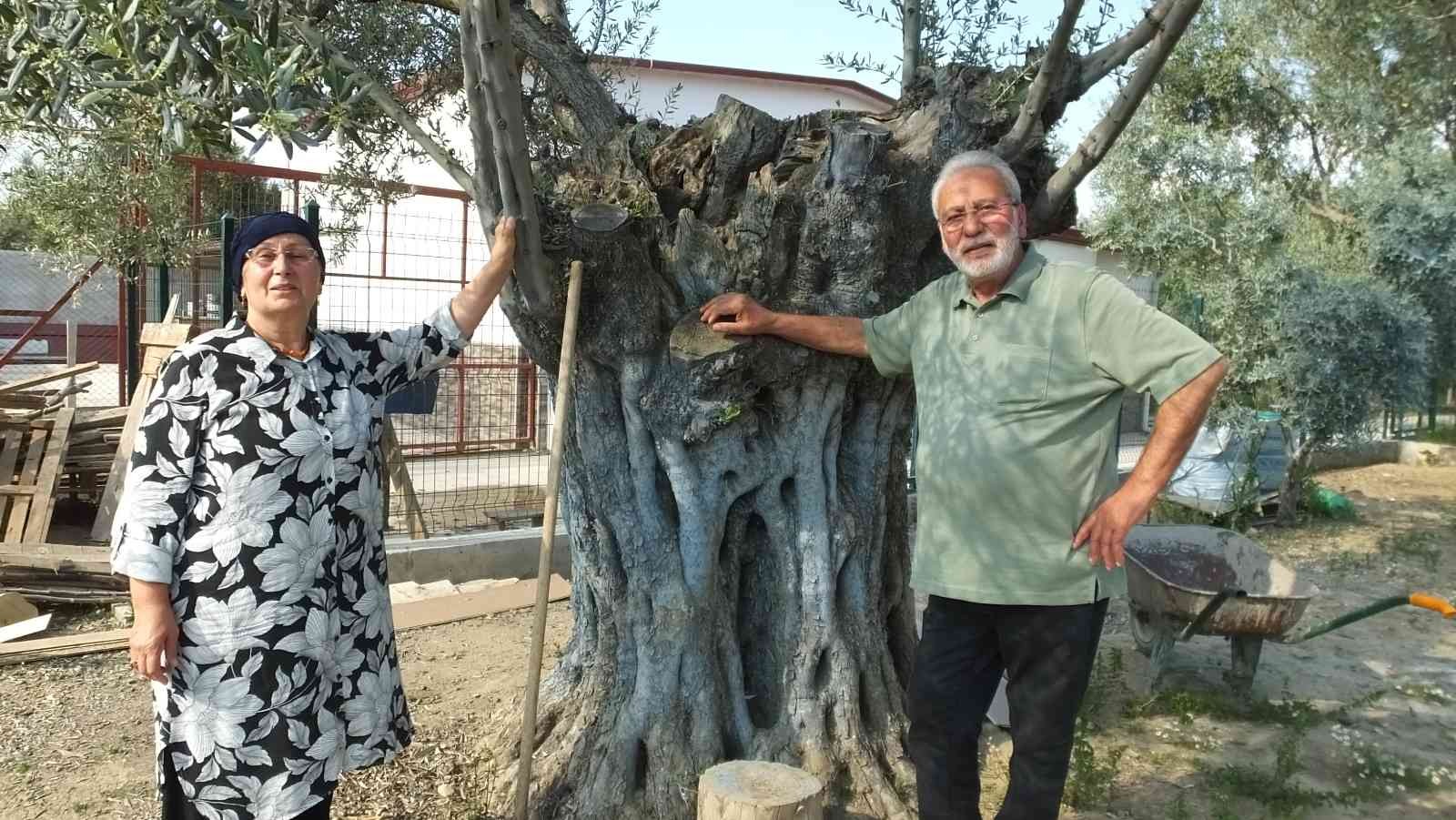 Burhaniye ilçesinde, 50 yıl Almanya’da kaldıktan sonra dönüş yapan Hasan Ustabaşı, bahçesindeki bin 300 yıllık zeytin ağacı ile adeta sohbet ...