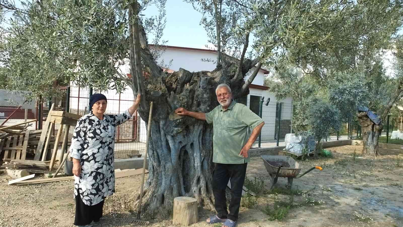 Burhaniye ilçesinde, 50 yıl Almanya’da kaldıktan sonra dönüş yapan Hasan Ustabaşı, bahçesindeki bin 300 yıllık zeytin ağacı ile adeta sohbet ...