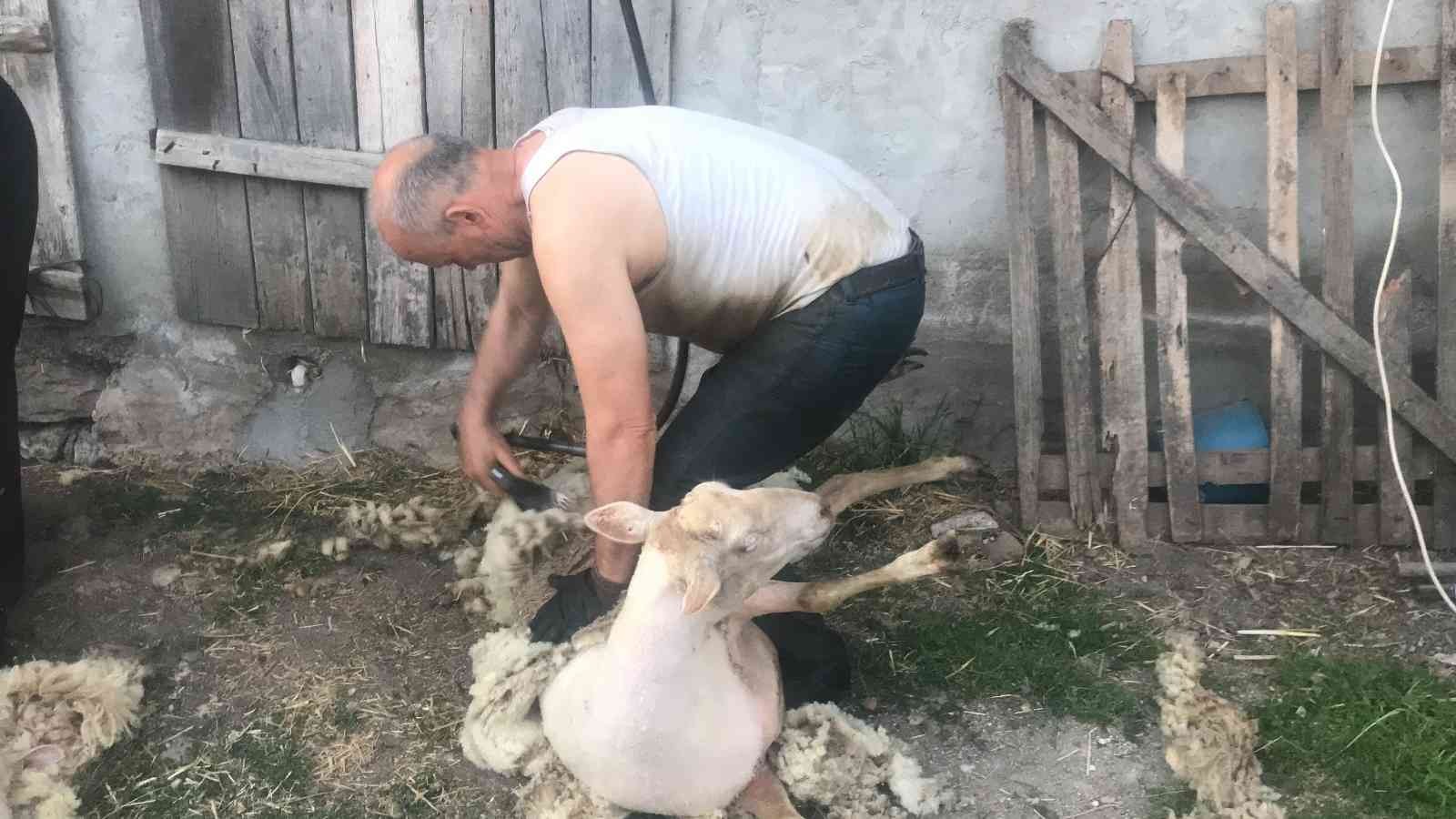 Çanakkale’nin Çan ilçesinde koyun kırkımı için kimse kalmayınca Balıkesir’den gelen ekip, koyun başına 20 liraya koyun kırkıyor. Kişi başı 100 ...