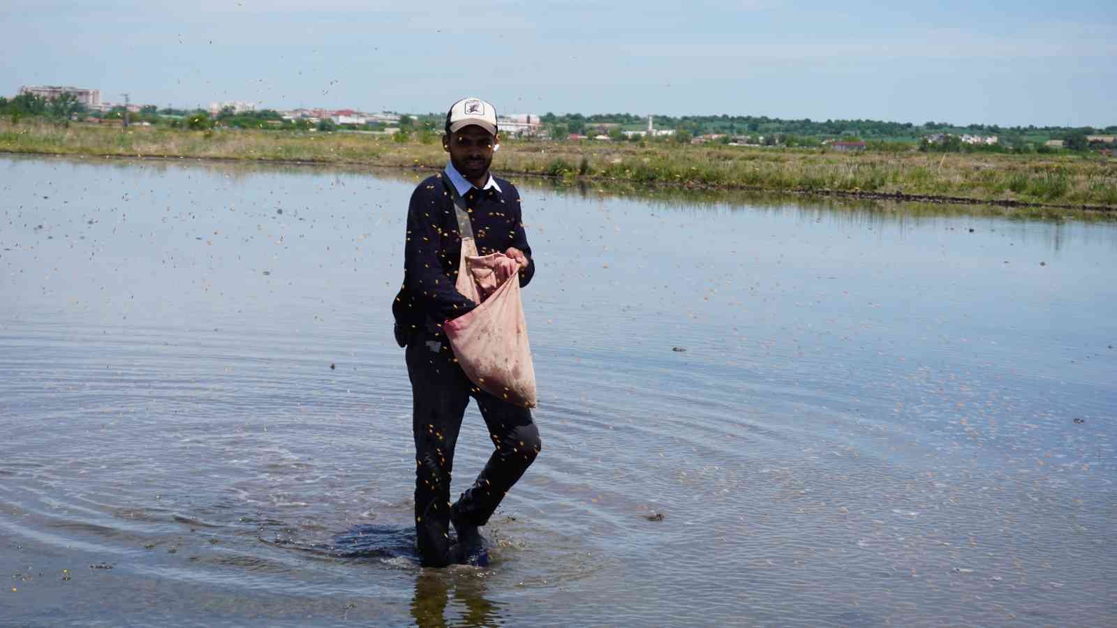 Çiftçilerin ’beyaz altın’ mesaisi başladı Türkiye’nin çeltik ihtiyacının neredeyse yarısını karşılayan Trakya’da çeltik üreticilerinin mesaisi başladı. Edirne’deki çeltik arazilerinde ...