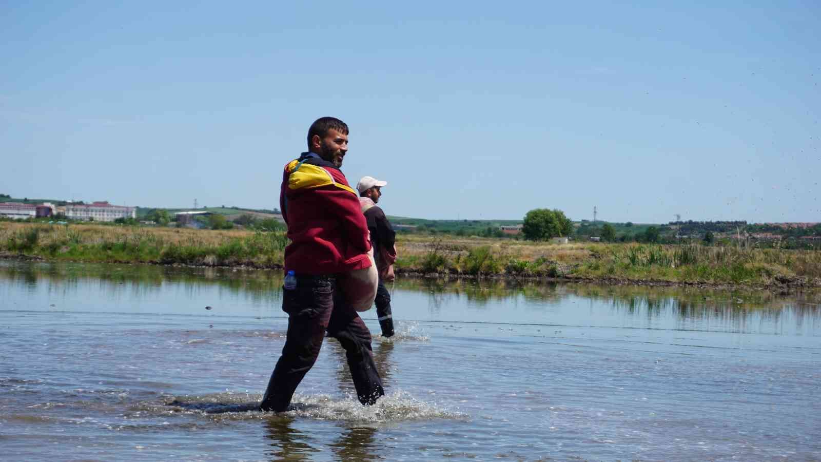 Çiftçilerin ’beyaz altın’ mesaisi başladı Türkiye’nin çeltik ihtiyacının neredeyse yarısını karşılayan Trakya’da çeltik üreticilerinin mesaisi başladı. Edirne’deki çeltik arazilerinde ...