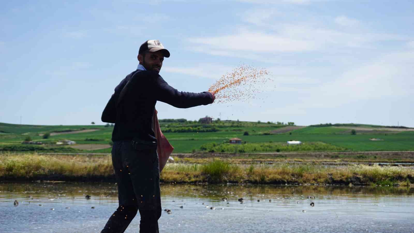 Çiftçilerin ’beyaz altın’ mesaisi başladı Türkiye’nin çeltik ihtiyacının neredeyse yarısını karşılayan Trakya’da çeltik üreticilerinin mesaisi başladı. Edirne’deki çeltik arazilerinde ...