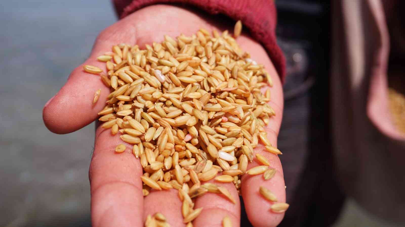 Çiftçilerin ’beyaz altın’ mesaisi başladı Türkiye’nin çeltik ihtiyacının neredeyse yarısını karşılayan Trakya’da çeltik üreticilerinin mesaisi başladı. Edirne’deki çeltik arazilerinde ...