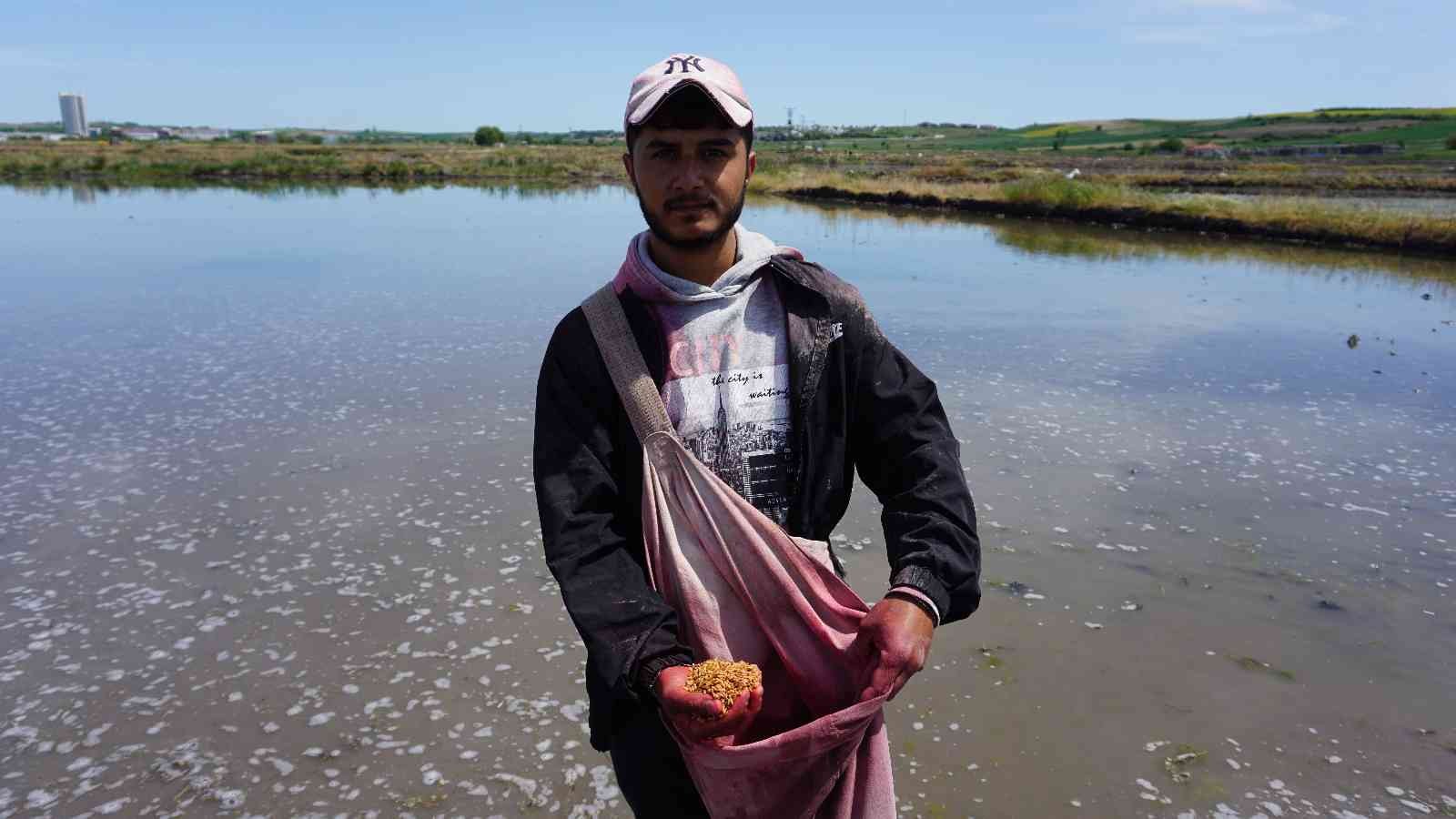 Çiftçilerin ’beyaz altın’ mesaisi başladı Türkiye’nin çeltik ihtiyacının neredeyse yarısını karşılayan Trakya’da çeltik üreticilerinin mesaisi başladı. Edirne’deki çeltik arazilerinde ...