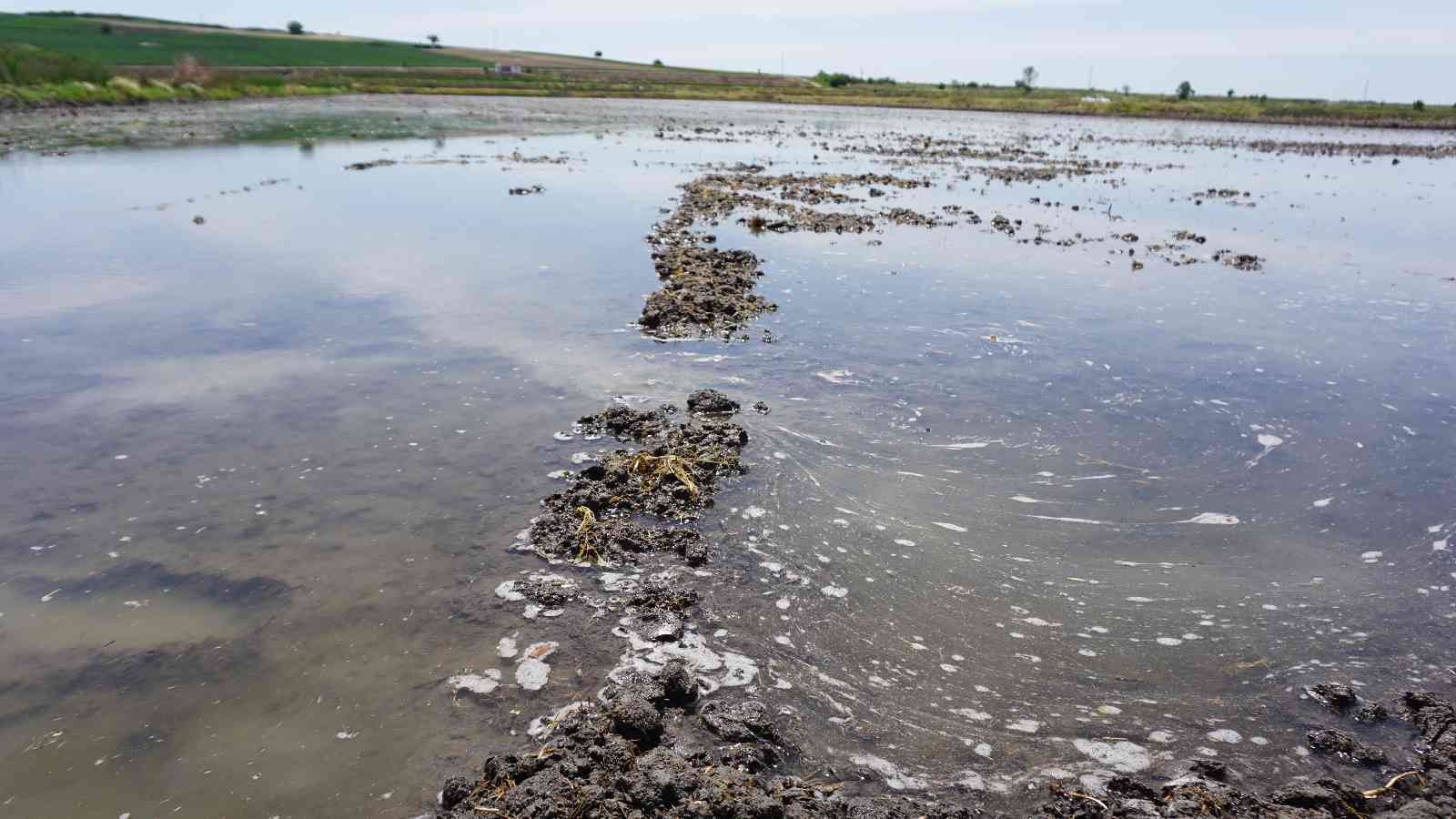 Çiftçilerin ’beyaz altın’ mesaisi başladı Türkiye’nin çeltik ihtiyacının neredeyse yarısını karşılayan Trakya’da çeltik üreticilerinin mesaisi başladı. Edirne’deki çeltik arazilerinde ...