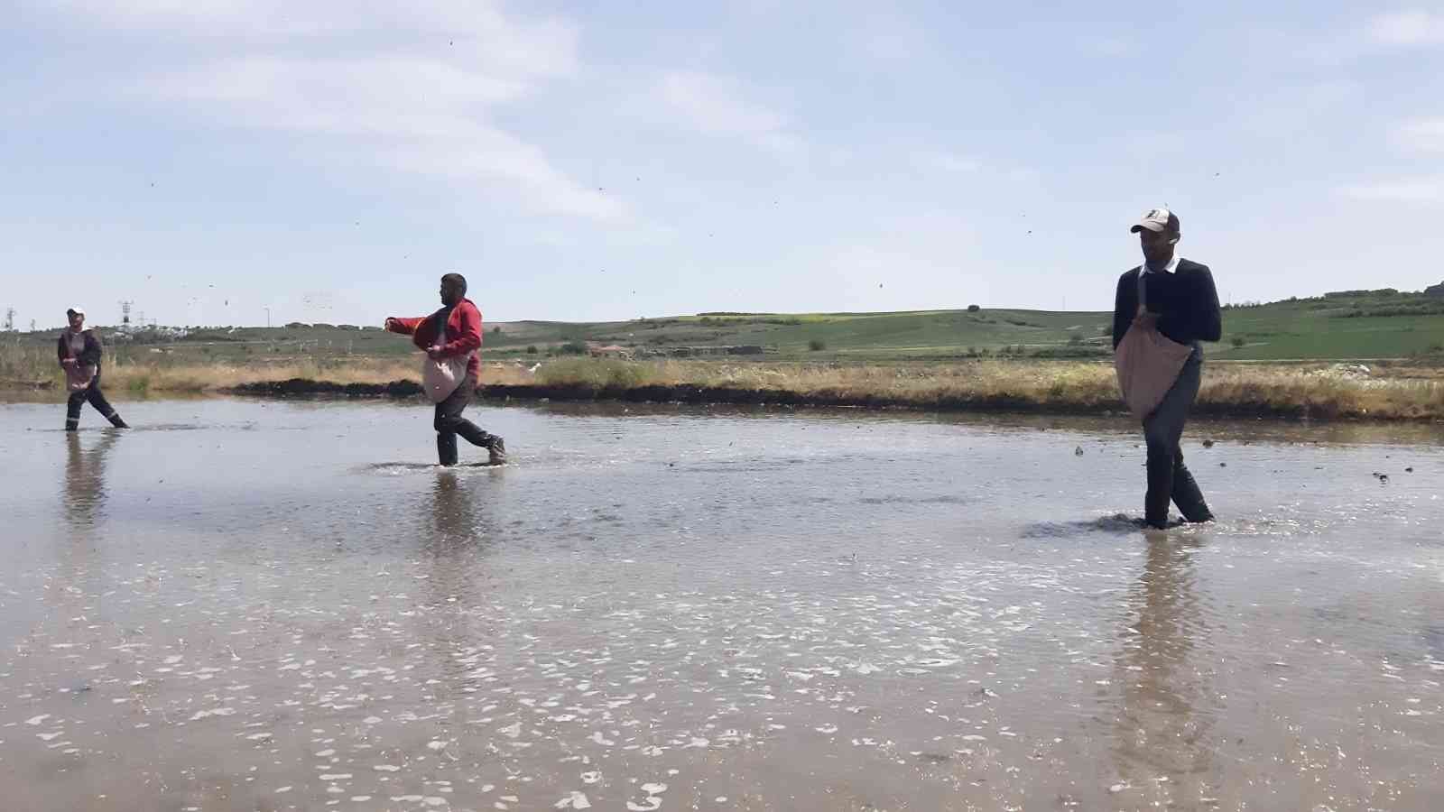 Çiftçilerin ’beyaz altın’ mesaisi başladı Türkiye’nin çeltik ihtiyacının neredeyse yarısını karşılayan Trakya’da çeltik üreticilerinin mesaisi başladı. Edirne’deki çeltik arazilerinde ...