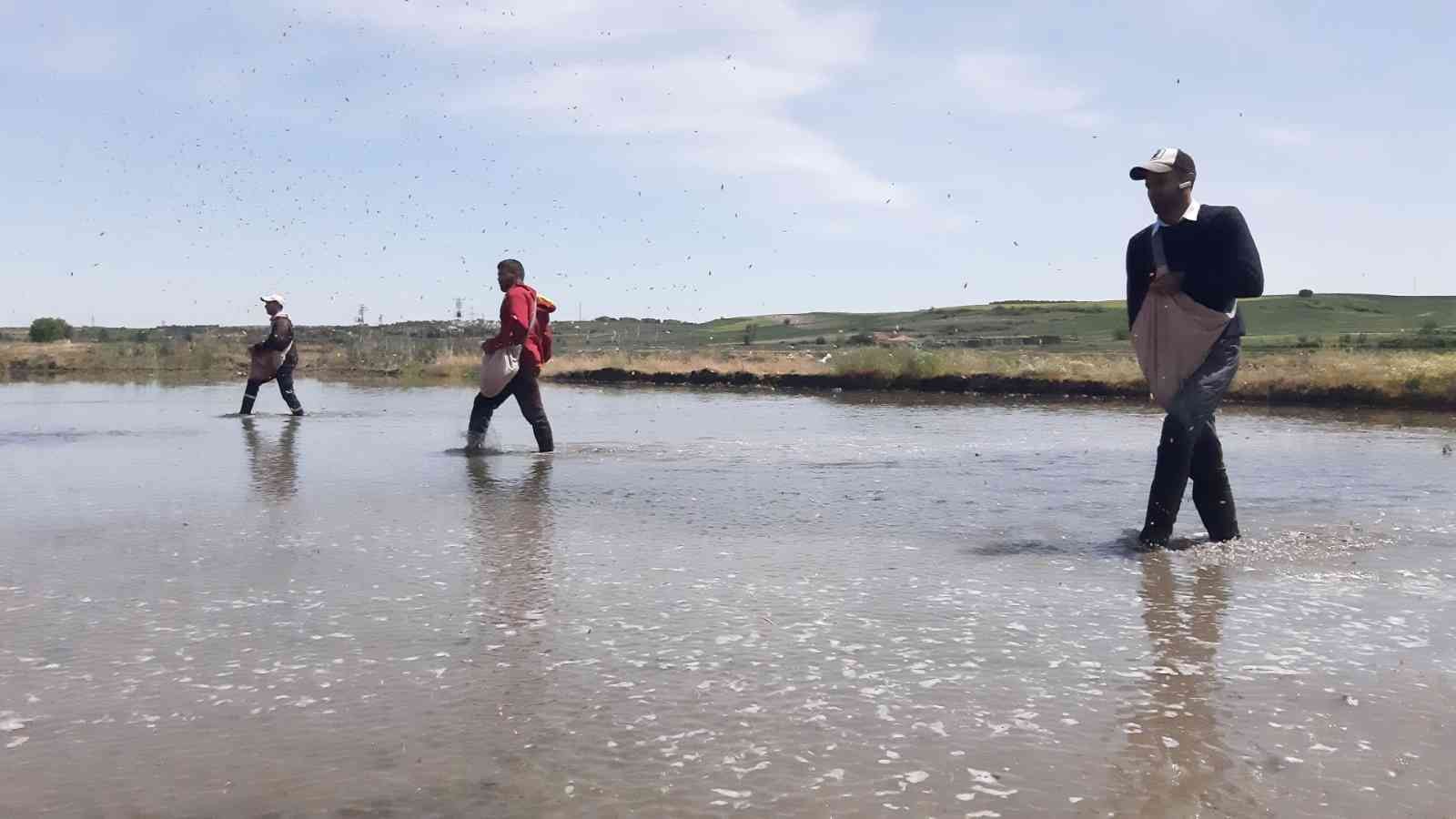 Çiftçilerin ’beyaz altın’ mesaisi başladı Türkiye’nin çeltik ihtiyacının neredeyse yarısını karşılayan Trakya’da çeltik üreticilerinin mesaisi başladı. Edirne’deki çeltik arazilerinde ...