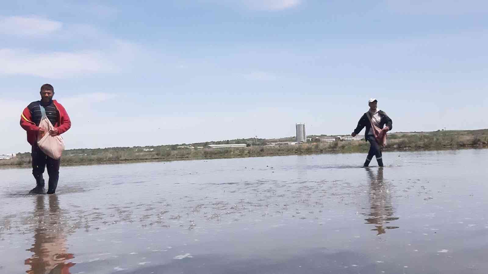 Çiftçilerin ’beyaz altın’ mesaisi başladı Türkiye’nin çeltik ihtiyacının neredeyse yarısını karşılayan Trakya’da çeltik üreticilerinin mesaisi başladı. Edirne’deki çeltik arazilerinde ...