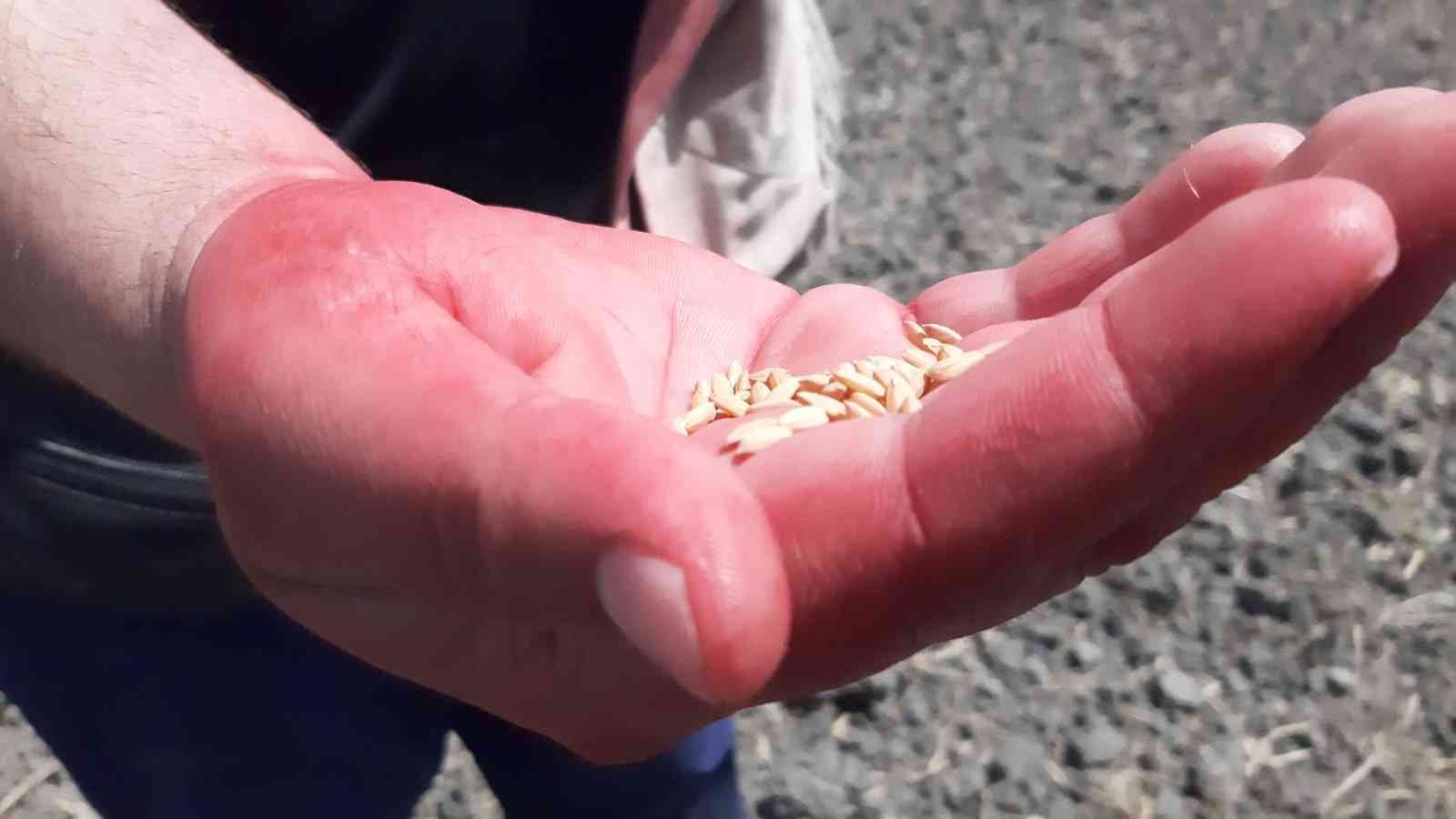 Çiftçilerin ’beyaz altın’ mesaisi başladı Türkiye’nin çeltik ihtiyacının neredeyse yarısını karşılayan Trakya’da çeltik üreticilerinin mesaisi başladı. Edirne’deki çeltik arazilerinde ...