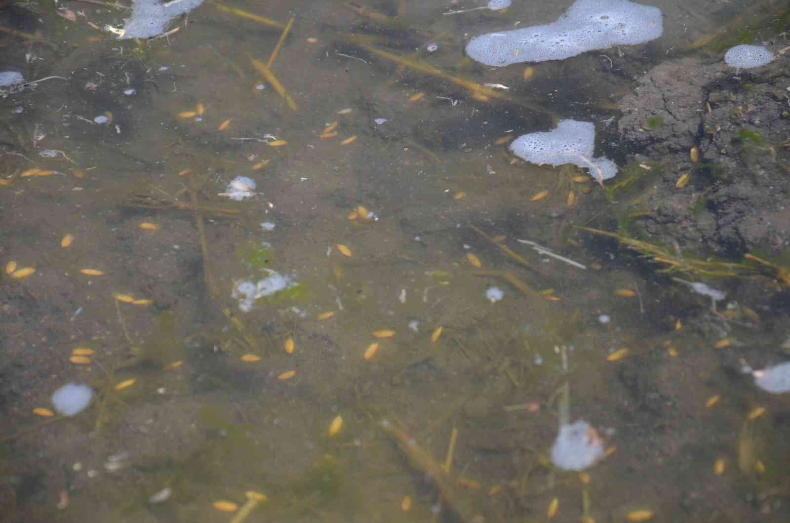 Çiftçilerin ’beyaz altın’ mesaisi başladı Türkiye’nin çeltik ihtiyacının neredeyse yarısını karşılayan Trakya’da çeltik üreticilerinin mesaisi başladı. Edirne’deki çeltik arazilerinde ...