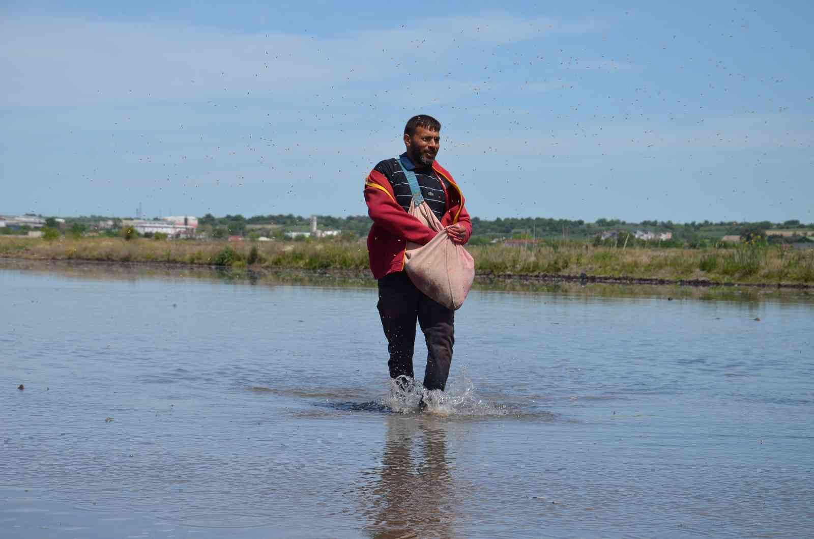 Çiftçilerin ’beyaz altın’ mesaisi başladı Türkiye’nin çeltik ihtiyacının neredeyse yarısını karşılayan Trakya’da çeltik üreticilerinin mesaisi başladı. Edirne’deki çeltik arazilerinde ...