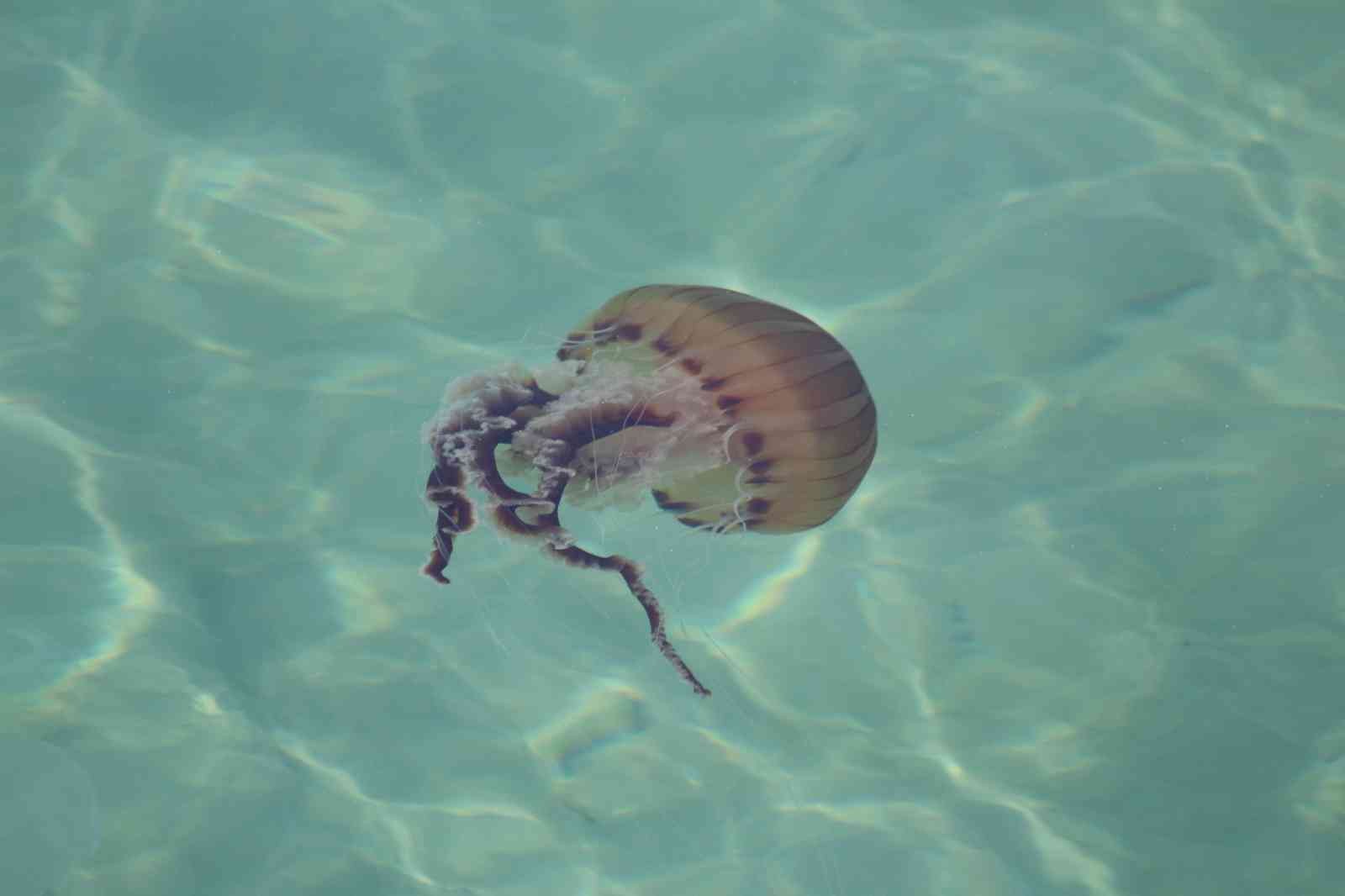 Dünyanın en zehirli türlerinden biri bu seferde Tekirdağ kıyılarında görüldü Anavatanı Akdeniz ve Ege Denizi olan zehirli denizanaları Tekirdağ kıyılarında görüldü. Marmara Denizi’nin Tekirdağ sahillerinde görülen, zehirli ...