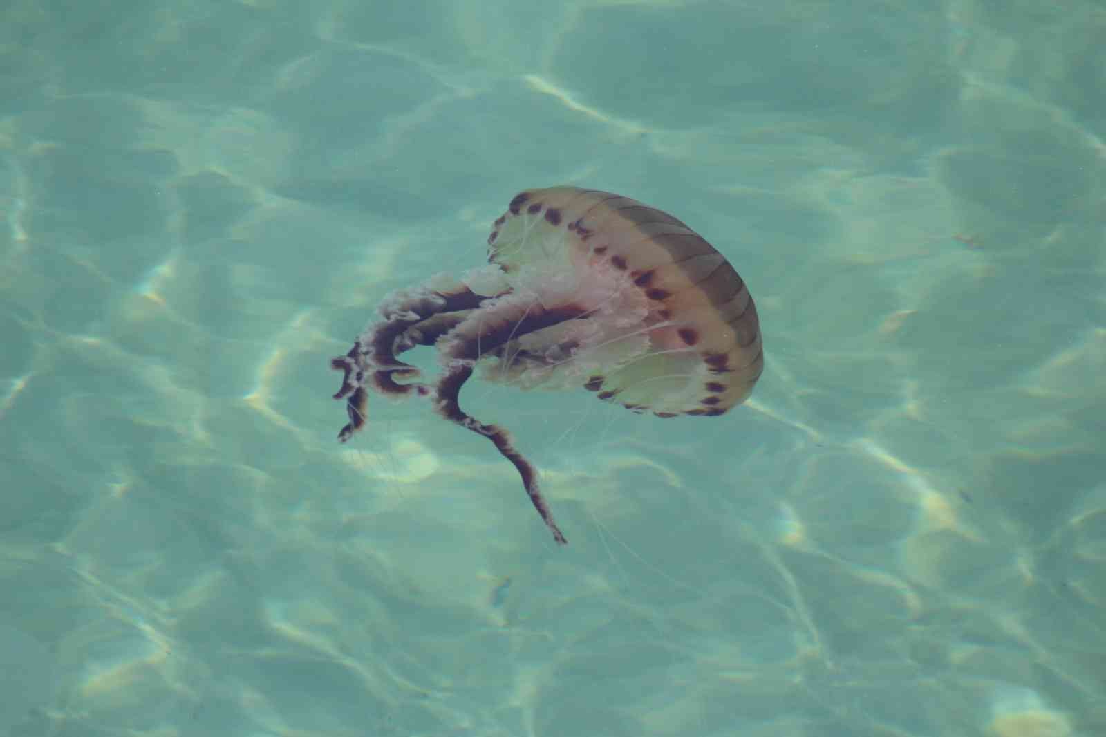 Dünyanın en zehirli türlerinden biri bu seferde Tekirdağ kıyılarında görüldü Anavatanı Akdeniz ve Ege Denizi olan zehirli denizanaları Tekirdağ kıyılarında görüldü. Marmara Denizi’nin Tekirdağ sahillerinde görülen, zehirli ...