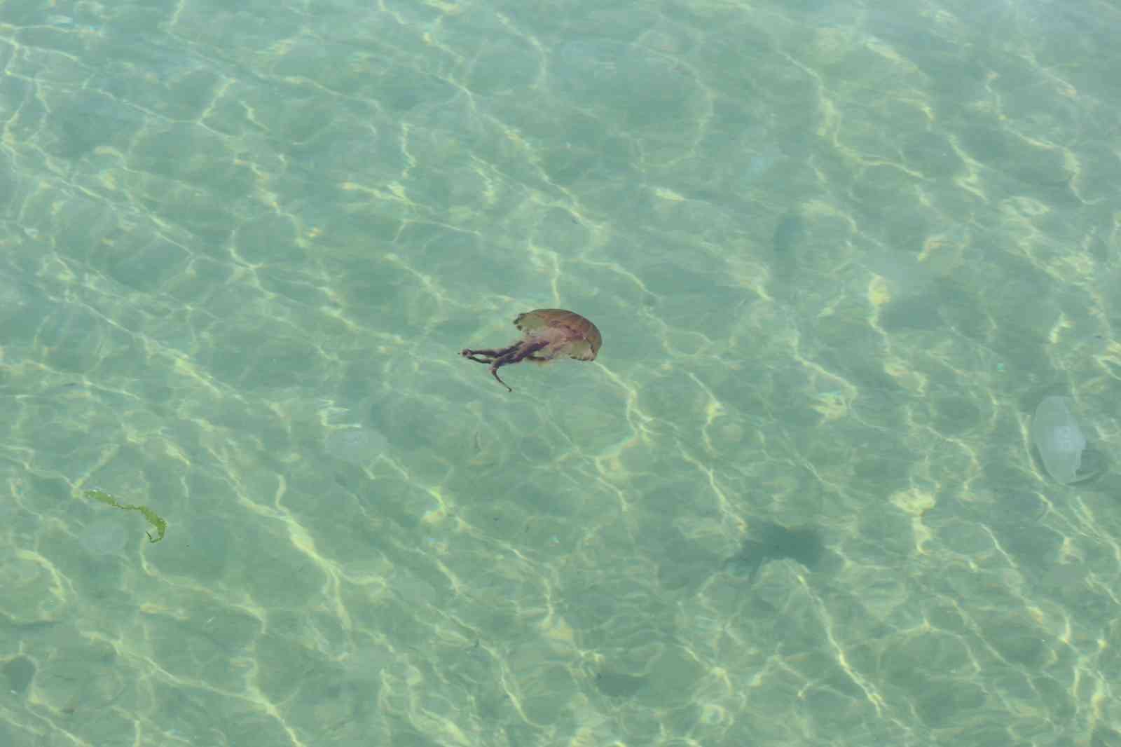 Dünyanın en zehirli türlerinden biri bu seferde Tekirdağ kıyılarında görüldü Anavatanı Akdeniz ve Ege Denizi olan zehirli denizanaları Tekirdağ kıyılarında görüldü. Marmara Denizi’nin Tekirdağ sahillerinde görülen, zehirli ...