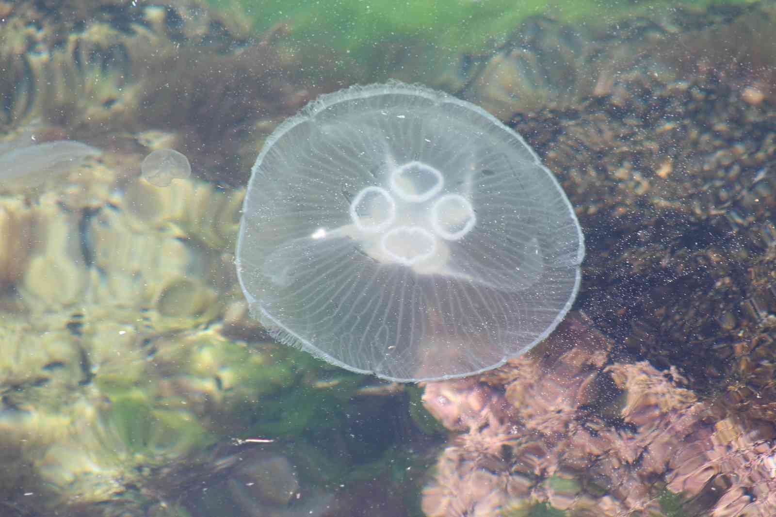 Dünyanın en zehirli türlerinden biri bu seferde Tekirdağ kıyılarında görüldü Anavatanı Akdeniz ve Ege Denizi olan zehirli denizanaları Tekirdağ kıyılarında görüldü. Marmara Denizi’nin Tekirdağ sahillerinde görülen, zehirli ...