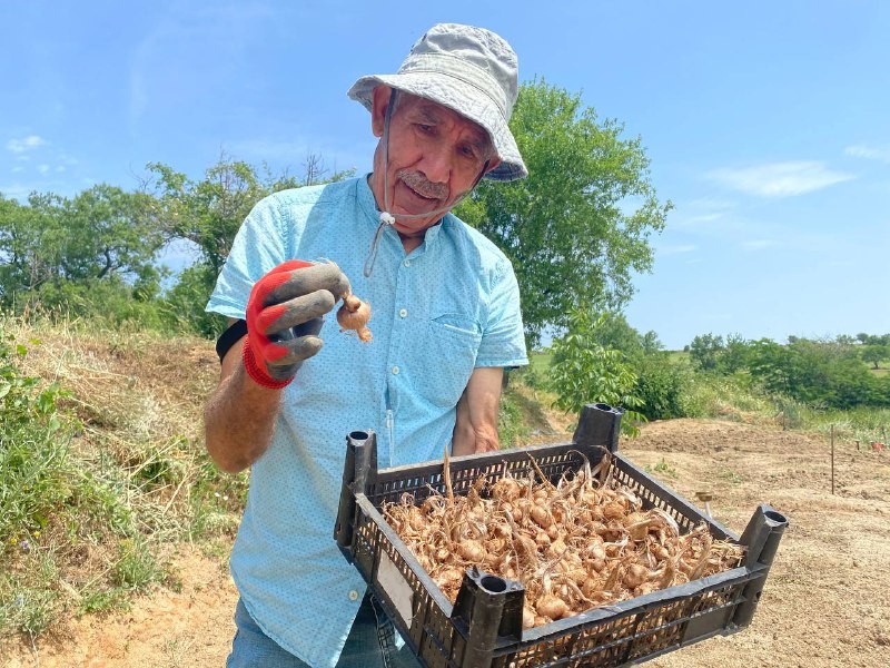 Edirne’de safranın soğan hasadı başladı Edirne’de boya, kozmetik, ilaç ve gıda gibi birçok alanda kullanılan, "şifalı bitki" olarak da adlandırılan safran bitkisinde soğanların hasadına ...